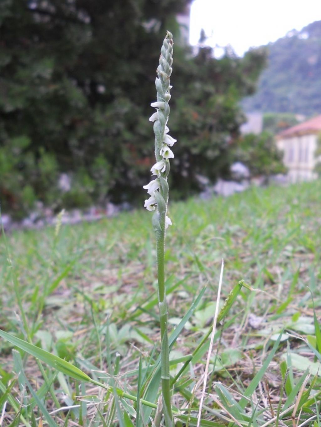 Spiranthes spiralis: riassunto...